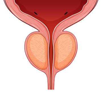 Endocrine Consultation